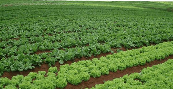 Agro Comercial Saldanha Ltda foto 2